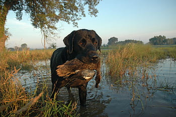 Chocolate Lab Duck Hunting Logo