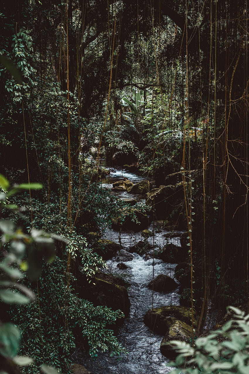 Tranquility Rainforest Meditation, rain forest tumblr HD phone wallpaper