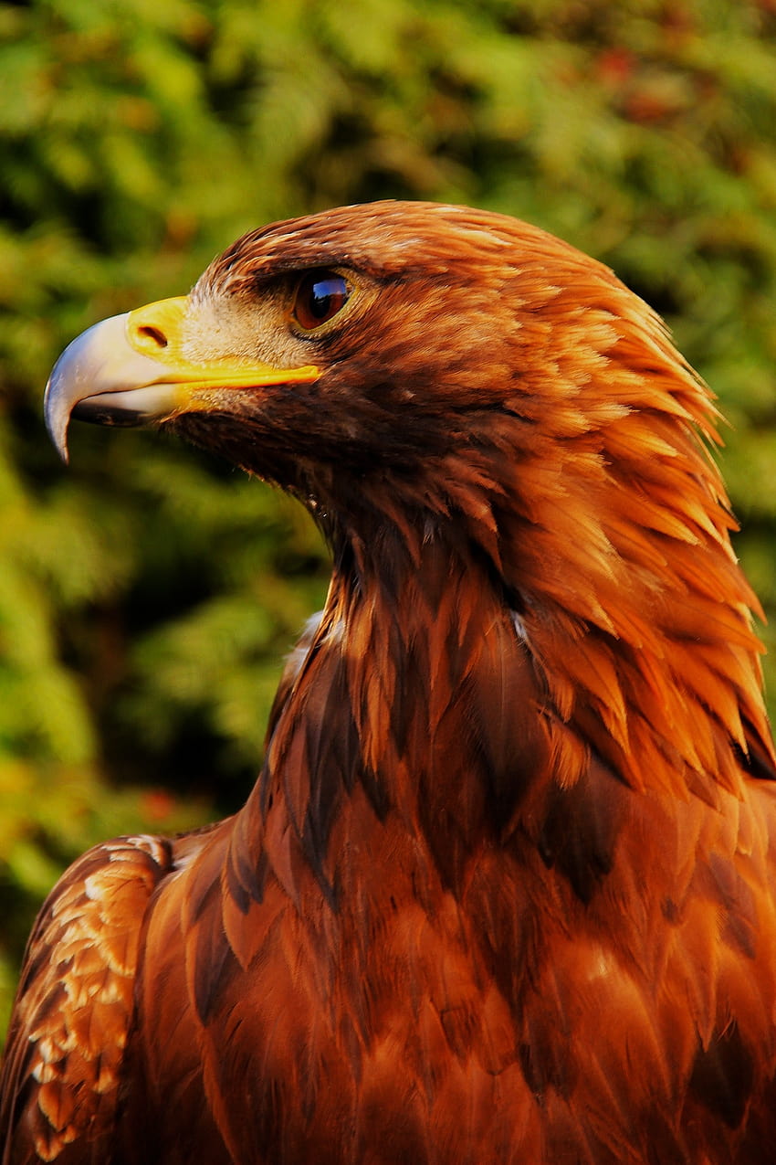 80 Best Eagle ·, eagle face HD phone wallpaper