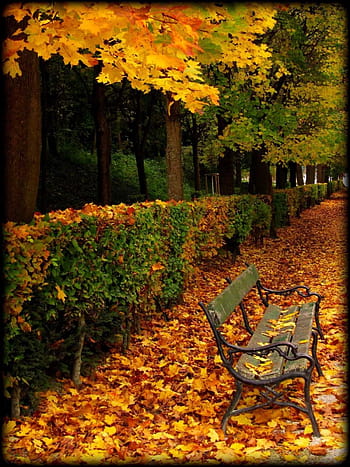 Autumn foliage, Schoenbrunn Palace, Vienna, Austria - Bing Wallpapers -  Sonu Rai