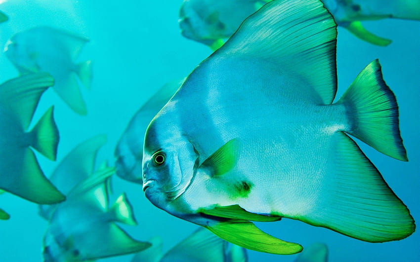 Pesce azzurro trasparente con pinne verdi e Sfondo HD