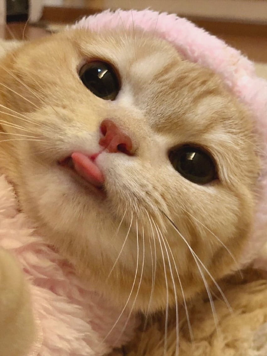 süße Zungenkatze im Jahr 2021, Katze pfp süß HD-Handy-Hintergrundbild