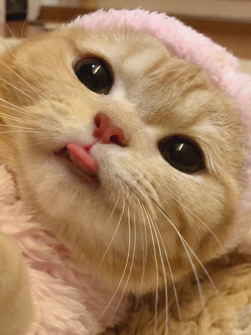 soft pfp <3  Cute cat wallpaper, Funny cat faces, Funny cat photos