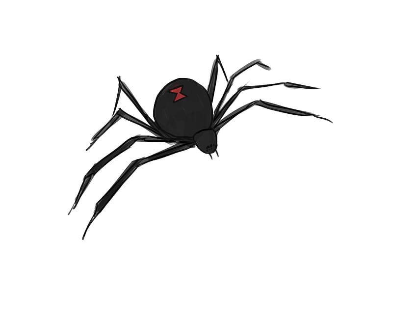 5 Ways to Draw a Spider, black widow spiders HD wallpaper | Pxfuel