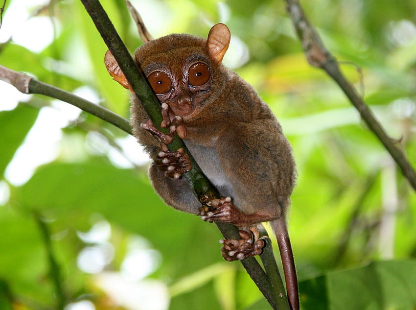 TARSIER maymun primat gözler mizah komik sevimli HD duvar kağıdı