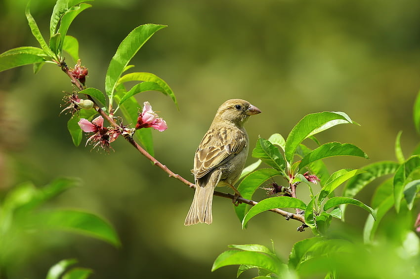 Сива малка птица върху зелени листа · Запас, малко птиче и цветя HD тапет