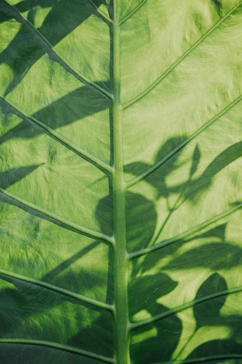 : Colocasia esculenta leaf, plant, veins, tumblr, plant tumblr HD phone wallpaper