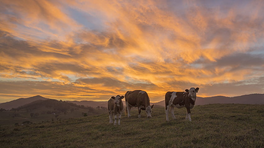 cow, Sunset / and Mobile Backgrounds, sunset cow HD wallpaper