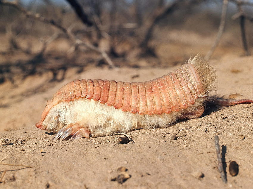 Ask Your Weird Animal Questions: What's a Pink Fairy Armadillo HD wallpaper  | Pxfuel