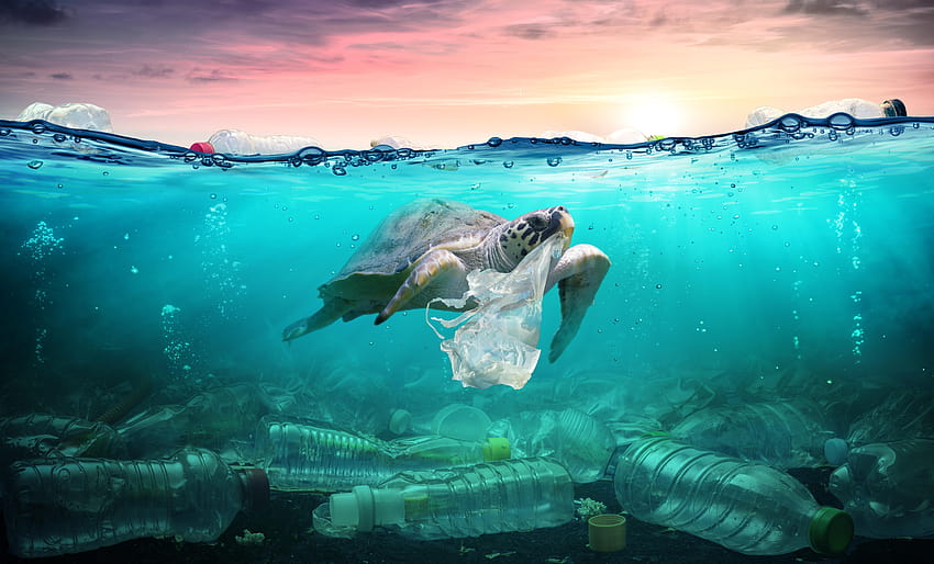 海洋動物の絶滅から海洋汚染物質、プラスチック汚染まで 高画質の壁紙
