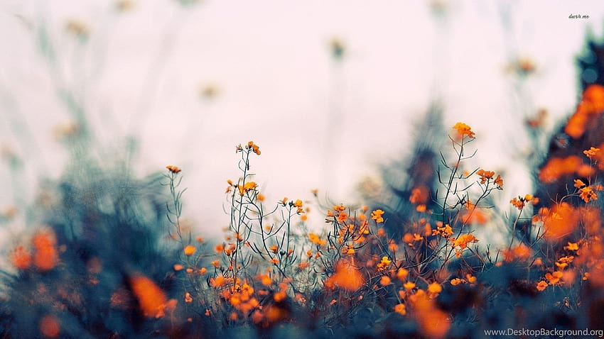 Kleine orange Blumen-Blumen-Hintergründe HD-Hintergrundbild
