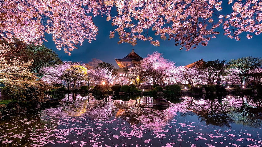 riflessione primavera notte sakura albero, primavera giappone Sfondo HD