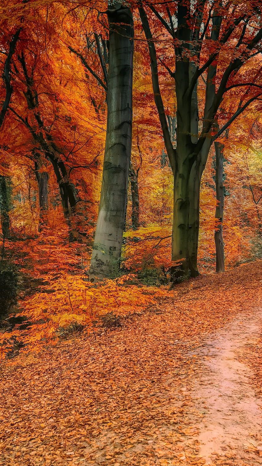 Autumn, Tree, Fall, Pathway, 1080x1920, Autumn Pathway HD Phone