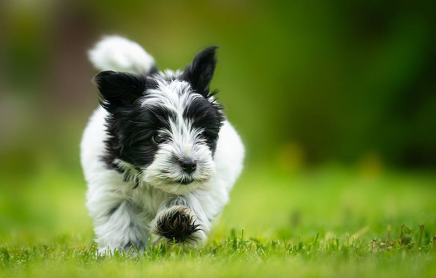 grass, background, dog, puppy, bokeh, The Havanese , section собаки HD wallpaper