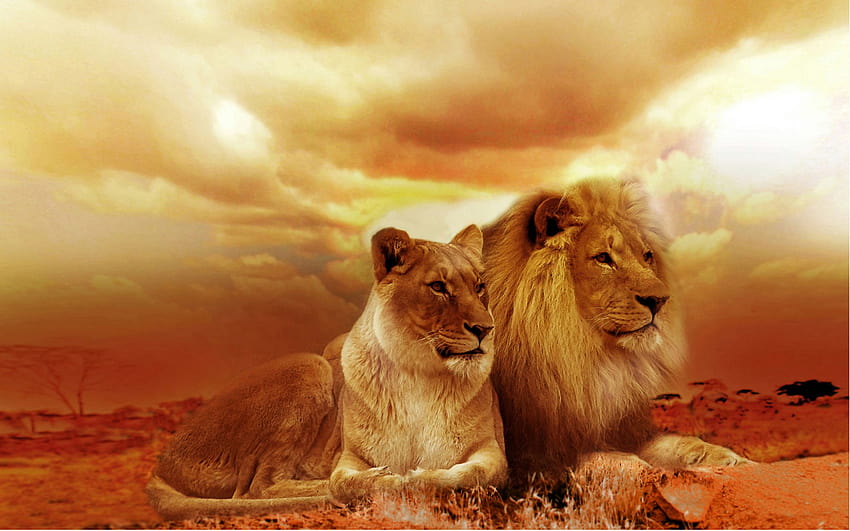 Beautiful Male and Female Lion in Africa by Christine Sponchia, pretty lions HD wallpaper