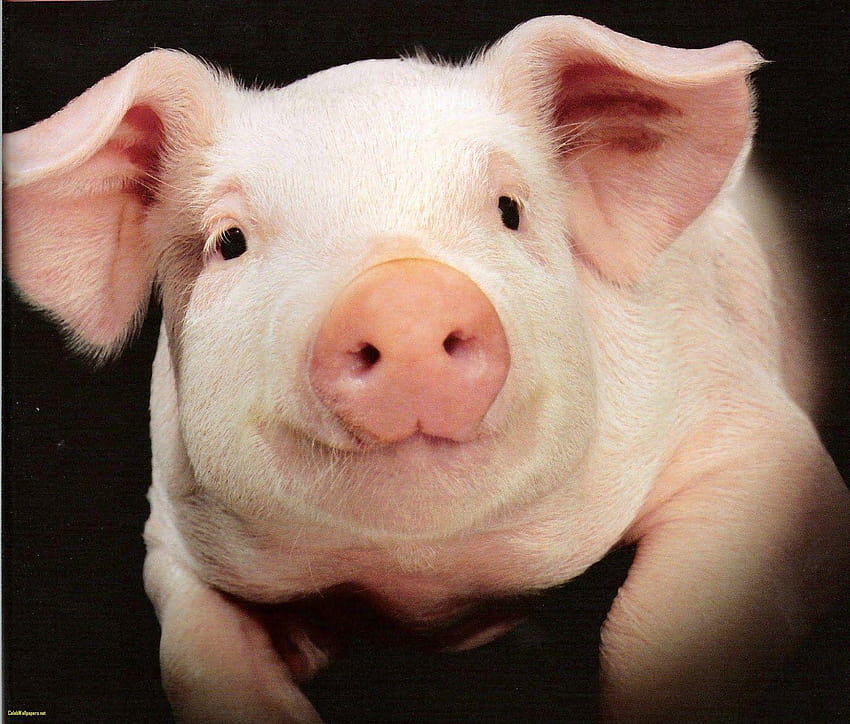 귀여운 돼지 동굴 아름다운 돼지, 귀여운 돼지 HD 월페이퍼