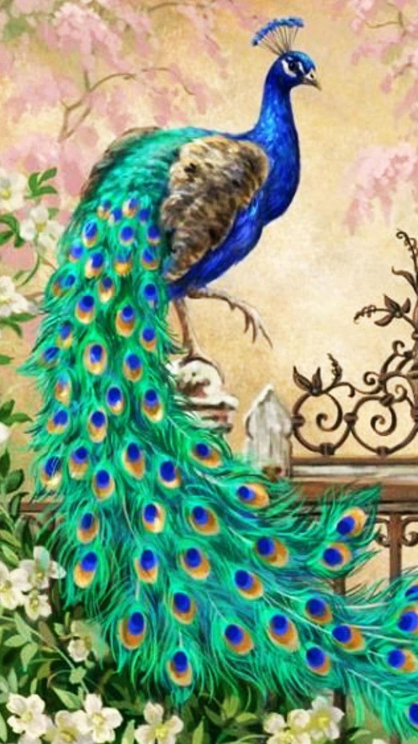 Peacock Live of Peacocks for Android, peacock android phone HD phone wallpaper