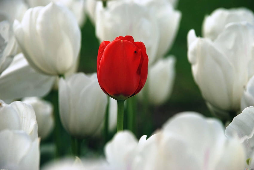 Sfondi per > Tulipani rossi e bianchi, tulipani rossi Sfondo HD
