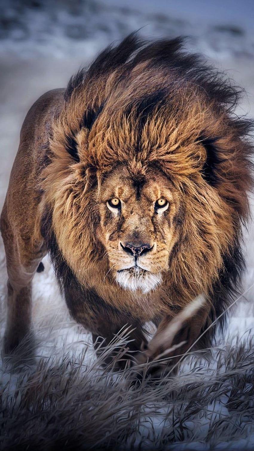 2 ide terbaik tentang Lion, singa liar wallpaper ponsel HD