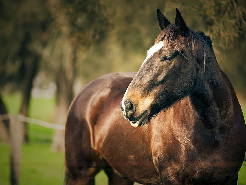 Retrato de um cavalo 1400x1050, retrato de cavalo papel de parede HD