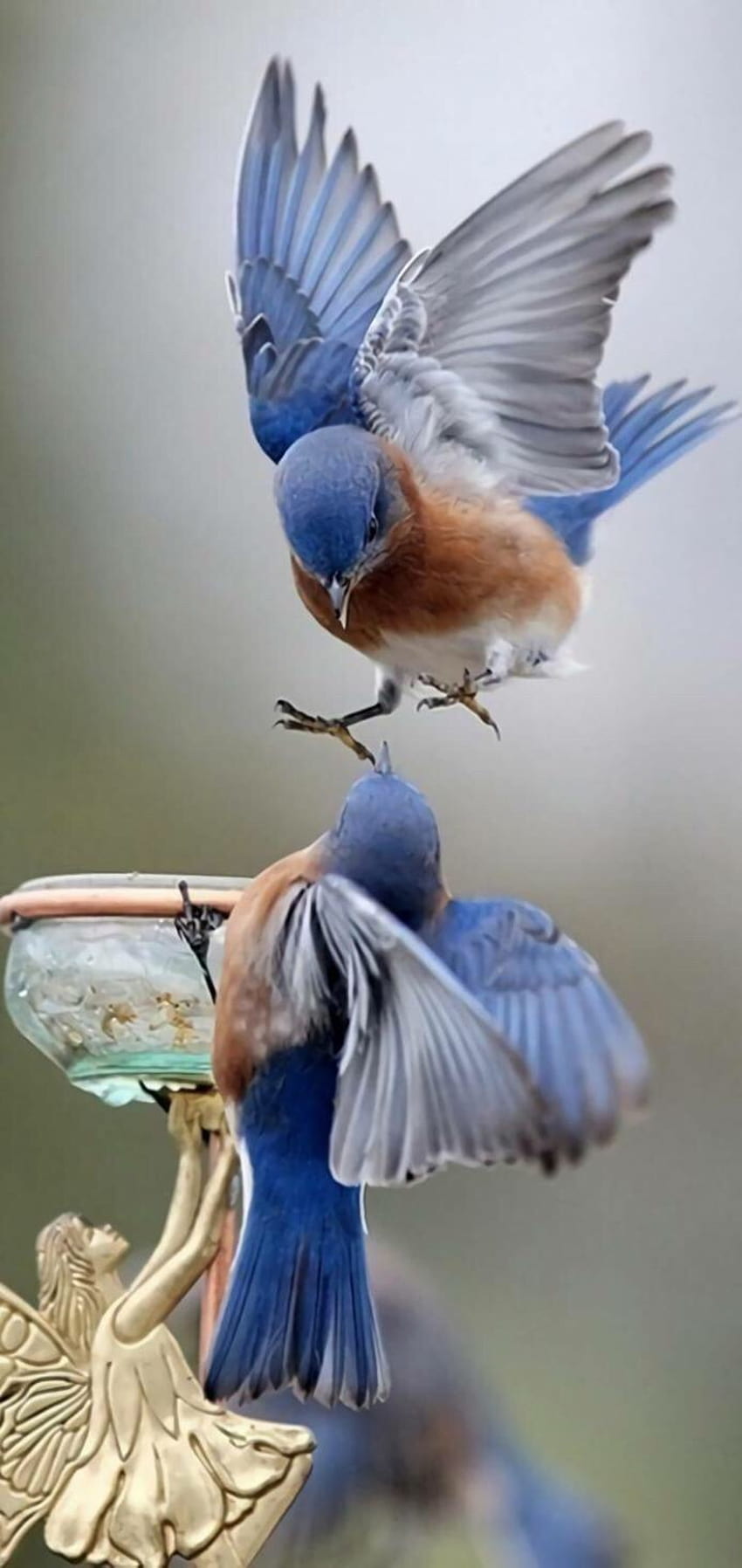 Cute Western Blue Birds at a Fountain pretty blue bird HD phone wallpaper   Pxfuel