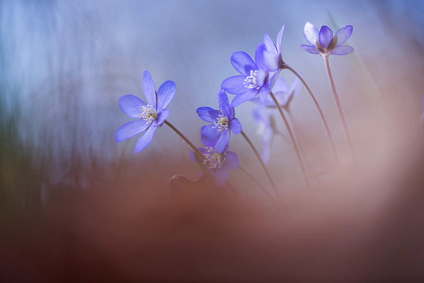 Обои цветы, природа, весна, перелеска, andreas lööf for рабочего стола, pechenocna Flowers HD-Hintergrundbild