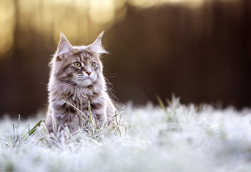 Maine Coon cat , Backgrounds HD wallpaper