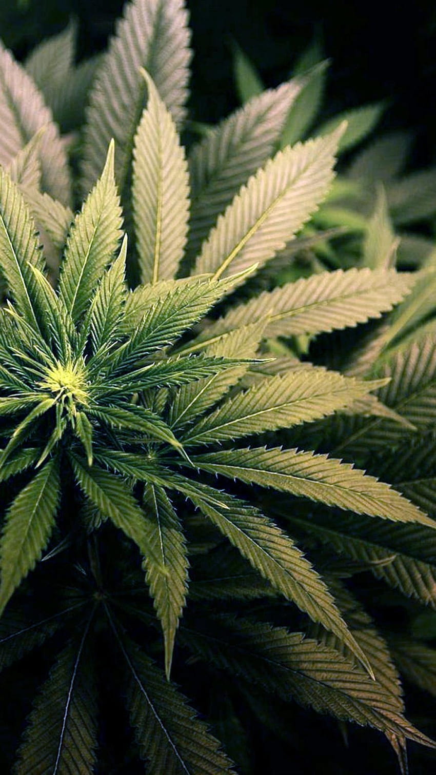 Cannabis, herbe Fond d'écran de téléphone HD