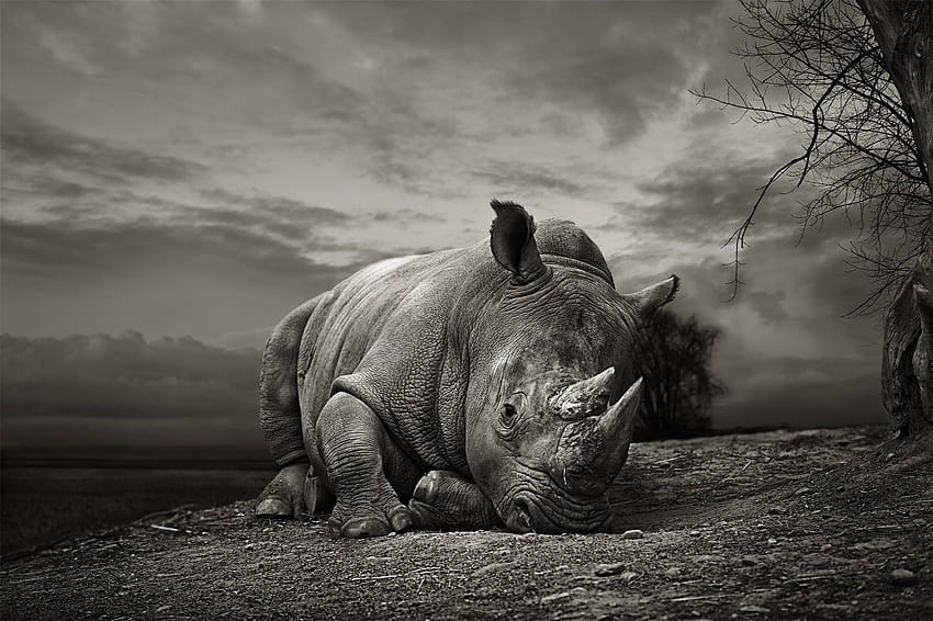 White Rhino by Thomas Marasco on 500px, white rhinoceros HD wallpaper