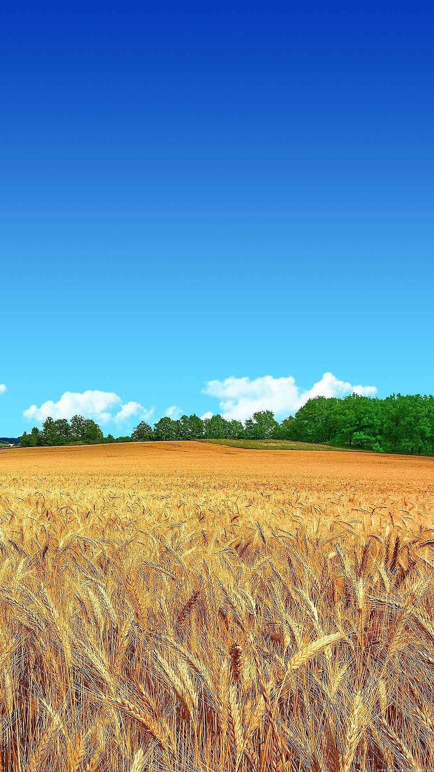 Wheat Field Clear Blue Sky, cool wheat HD phone wallpaper