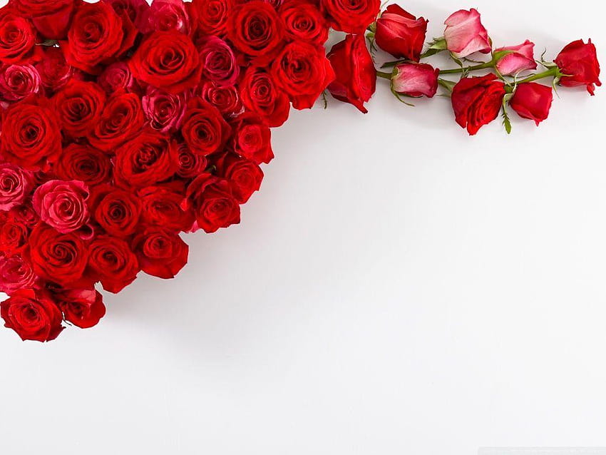 Bukiet ślubny czerwonych róż w wysokiej rozdzielczości, rad rose Tapeta HD