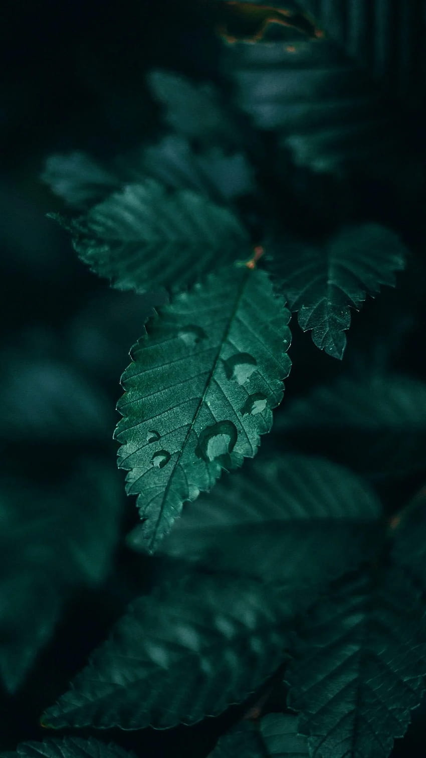 sɴɪᴇɢᴅᴇᴊᴀ ☆ dunkle smaragdgrüne Ästhetik, natur dunkelgrüne Ästhetik HD-Handy-Hintergrundbild