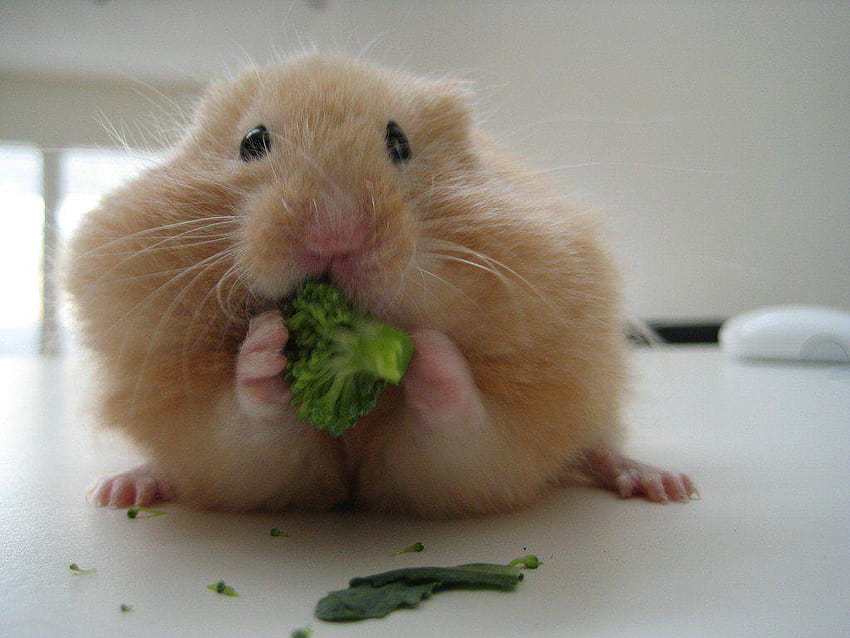 What's the Difference Between A Gerbil and A Hamster? HD wallpaper