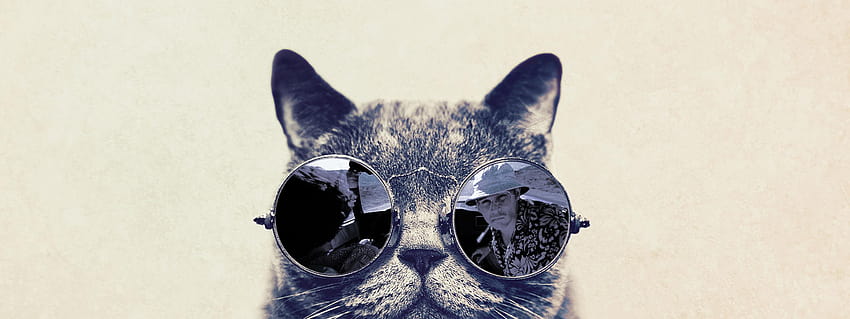 Fashion cat with sunglasses HD wallpaper