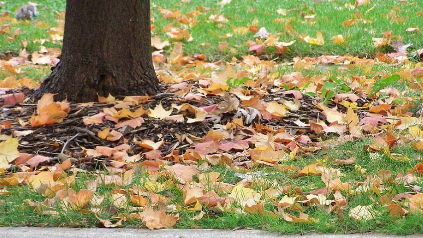 AUTUMN LEAVES LEAVES AUTUMN THE LEAVES DECIDUOUS NATURE, autumn raking leaves HD wallpaper