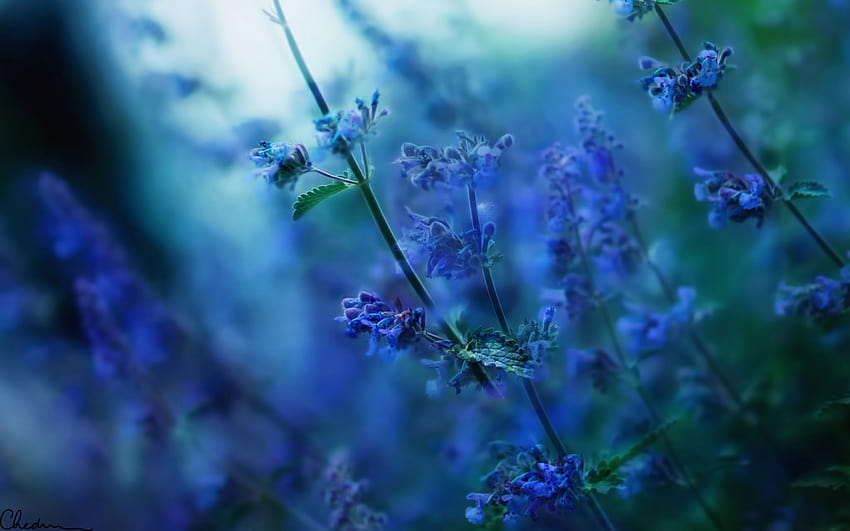 1126086 sunlight, depth of field, flowers, nature, branch, blue, blurred, lavender, blossom, blue flowers, flower, plant, flora, meadow, wildflower, computer , land plant, flowering plant, macro graphy, english lavender HD wallpaper