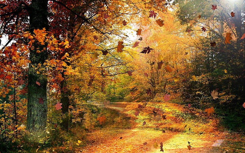 Herbstlandschaft, magischer Herbstwind HD-Hintergrundbild