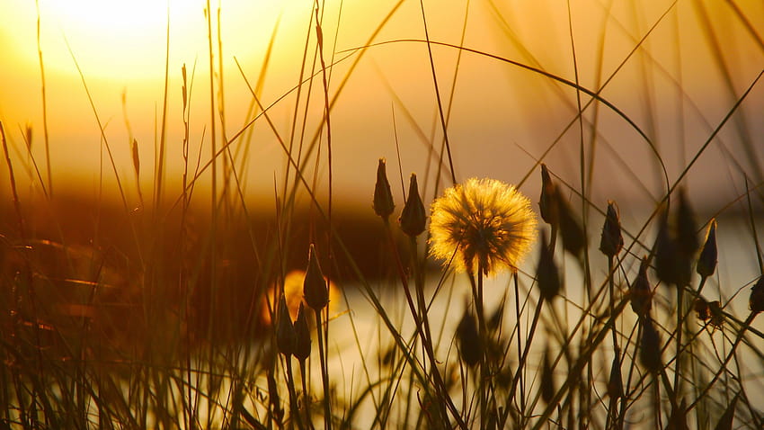 Zachód słońca, trawa, kwiat, zmierzch, wczesne lato 2560x1600, wczesny zachód słońca Tapeta HD