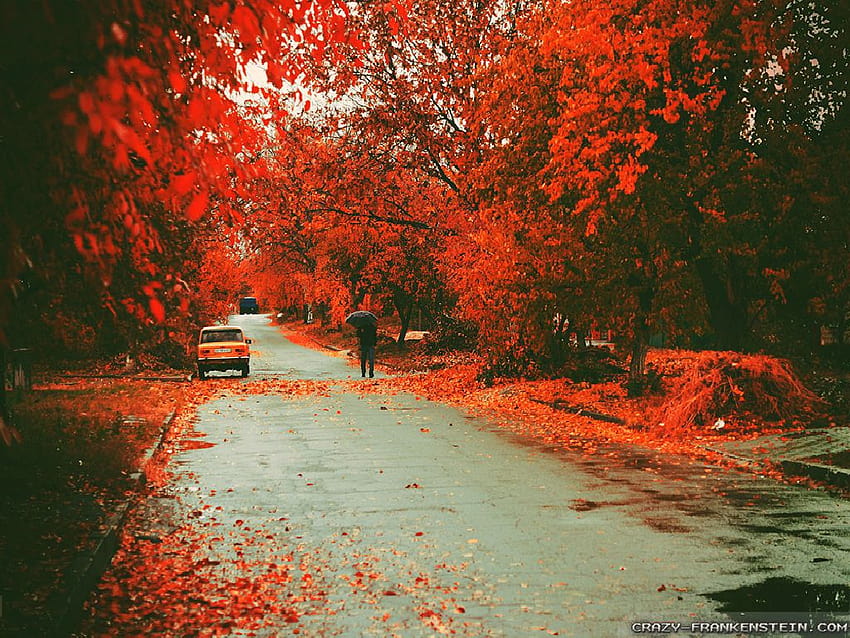 Autumn Street Wide, street view autumn HD wallpaper | Pxfuel