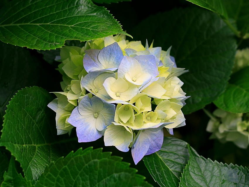 kwiat hortensji Tapeta HD