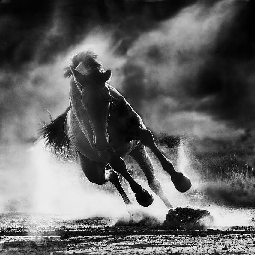 Equine Ecstasy: 30 Most Popular Horse on 500px, thunder horses HD phone wallpaper