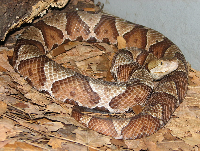 Kentucky's Venomous Snakes HD wallpaper