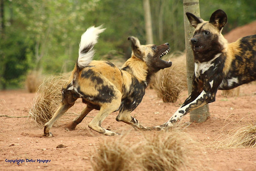 WildLife African Wild Dog Facts HD wallpaper