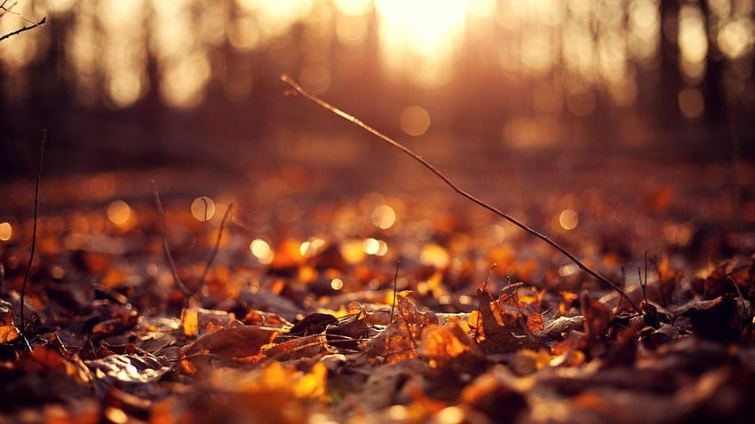 아이폰 나뭇잎,자연, 햇빛, 숲, 아름다운, 숲의 아름다움 HD 월페이퍼