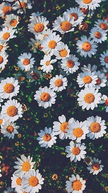 Daisy Wallpapers on WallpaperDog