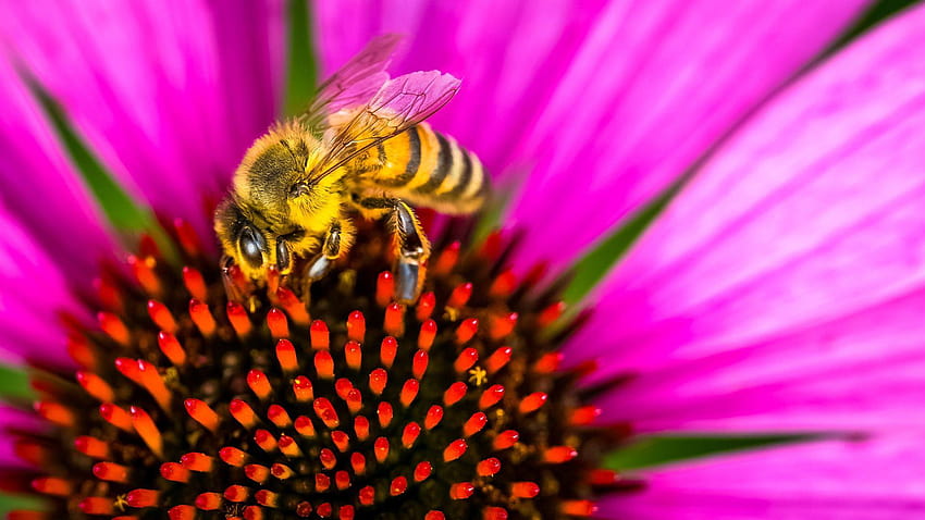 Pszczoły miodne są ostatnio dotknięte cięciami budżetowymi Trumpa, zapylacz pszczół różowy kwiat Tapeta HD