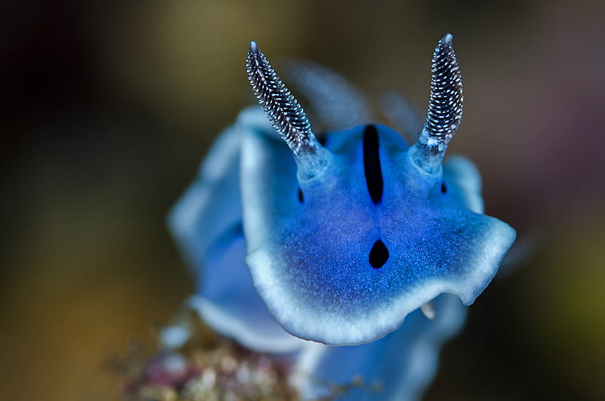 Best Sea Slug · HD wallpaper | Pxfuel