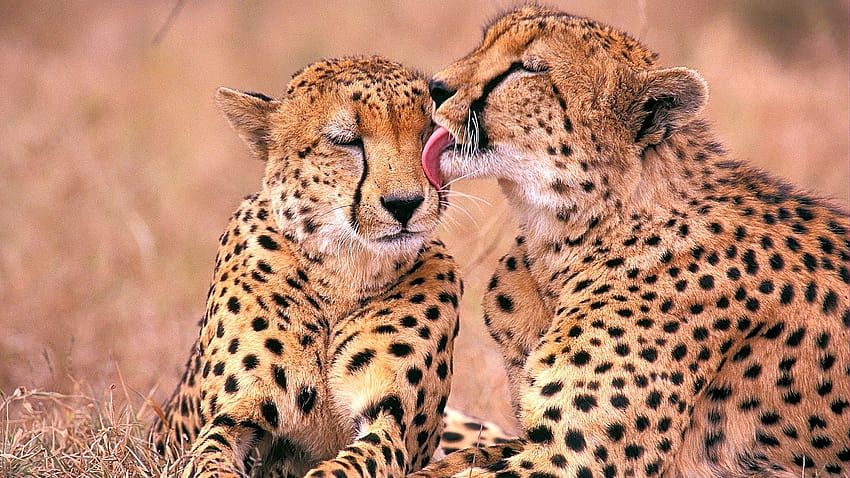 animals cheetahs south african 1920x1080 High, south african animals HD wallpaper