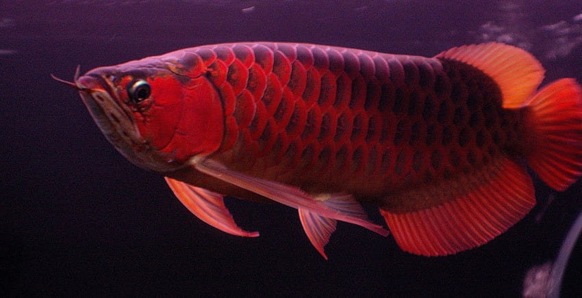Tema Ikan Arwana Merah Wallpaper HD