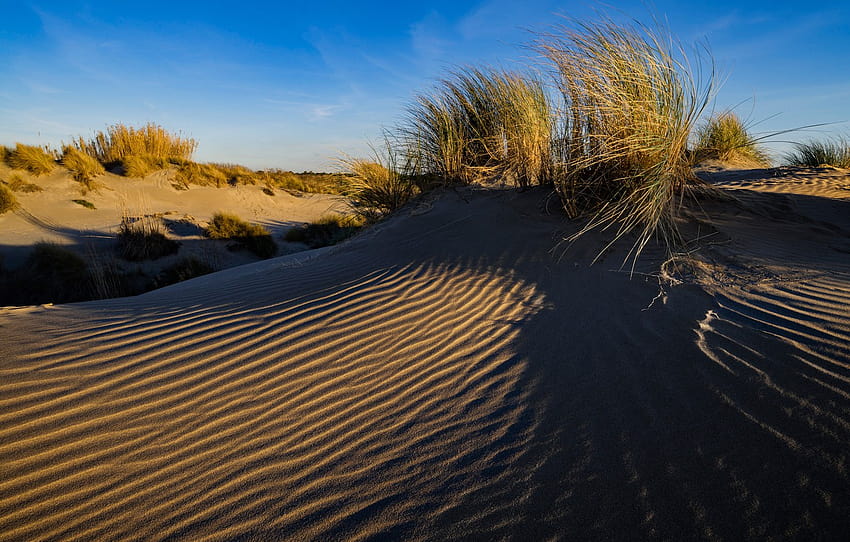 sand, grass, France, dunes, Le Grau, moving sands HD wallpaper